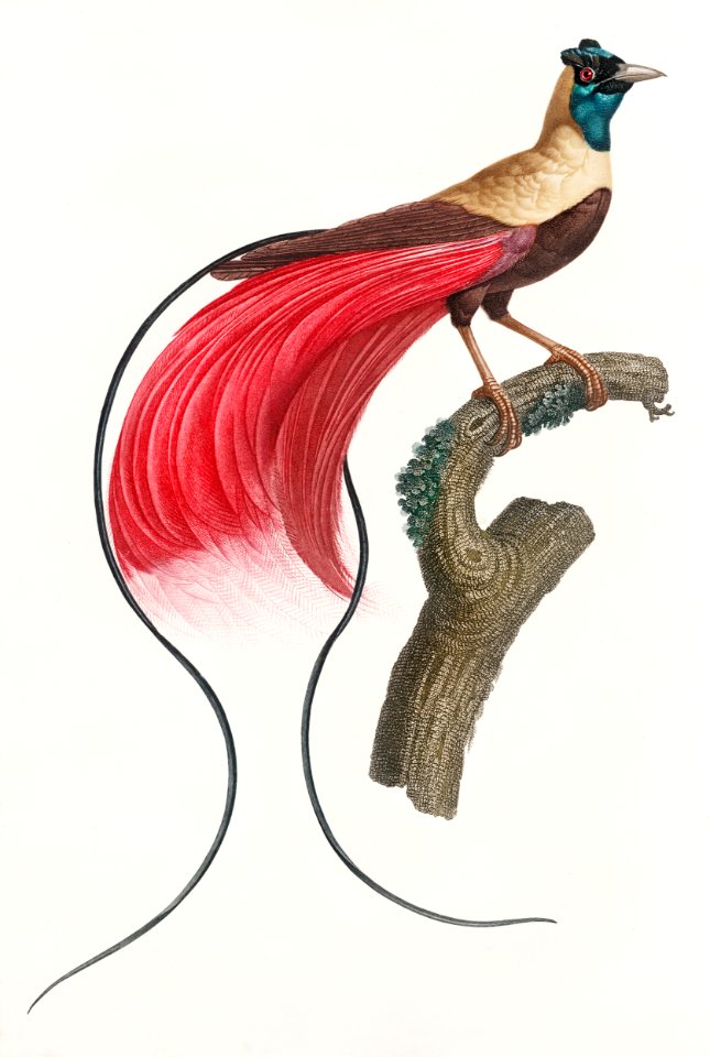 Red bird of paradise from Histoire Naturelle des Oiseaux de Paradis et Des Rolliers (1806) by Jacques Barraband (1767-1809).