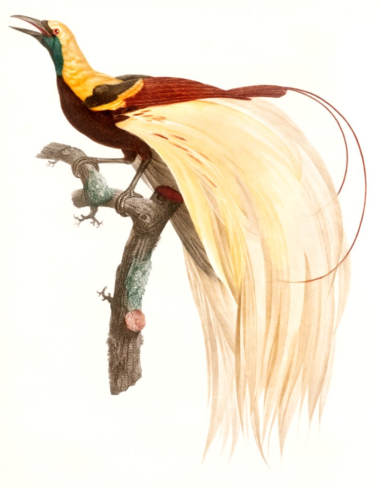 Young, emperor bird-of-paradise, male from Histoire Naturelle des Oiseaux de Paradis et Des Rolliers (1806) by Jacques Barraband (1767-1809).