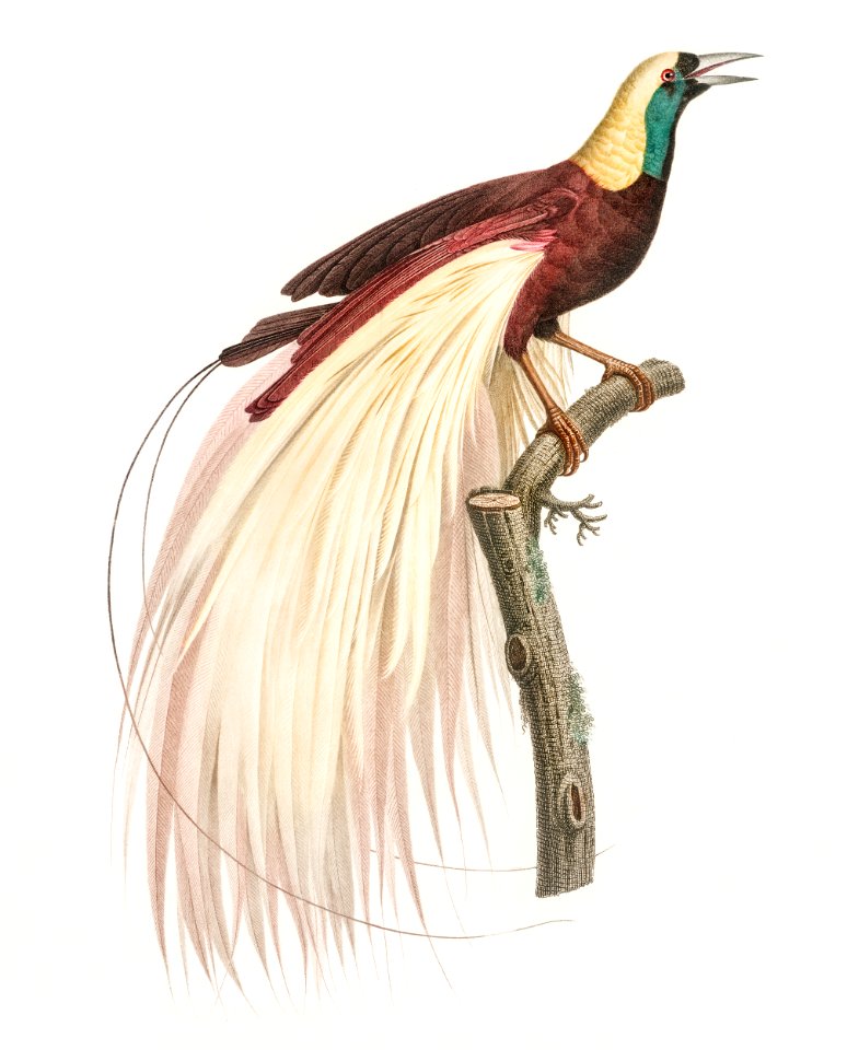 Emperor bird-of-paradise, male from Histoire Naturelle des Oiseaux de Paradis et Des Rolliers (1806) by Jacques Barraband (1767-1809).