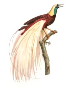 Emperor bird-of-paradise, male from Histoire Naturelle des Oiseaux de Paradis et Des Rolliers (1806) by Jacques Barraband (1767-1809).. Free illustration for personal and commercial use.