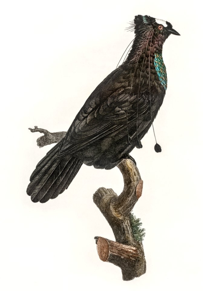Western parotia in the idle state from Histoire Naturelle des Oiseaux de Paradis et Des Rolliers (1806) by Jacques Barraband (1767-1809).