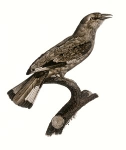 Varied roller of Africa from Histoire Naturelle des Oiseaux de Paradis et Des Rolliers (1806) by Jacques Barraband (1767-1809).