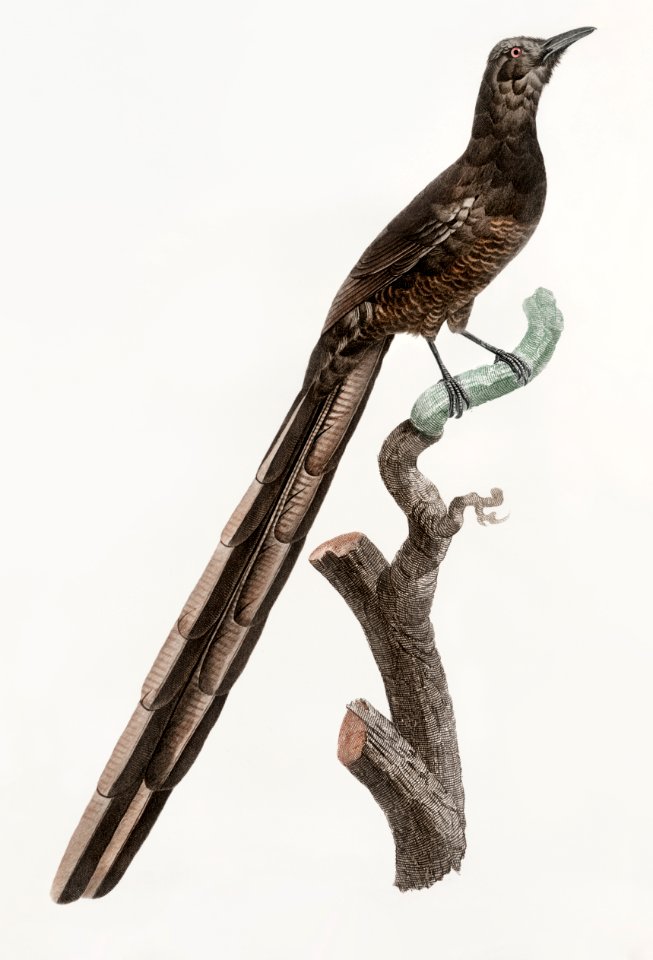 Magpie Bird of Paradise, female from Histoire Naturelle des Oiseaux de Paradis et Des Rolliers (1806) by Jacques Barraband (1767-1809).