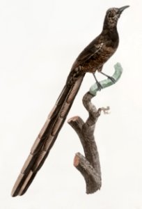 Magpie Bird of Paradise, female from Histoire Naturelle des Oiseaux de Paradis et Des Rolliers (1806) by Jacques Barraband (1767-1809).