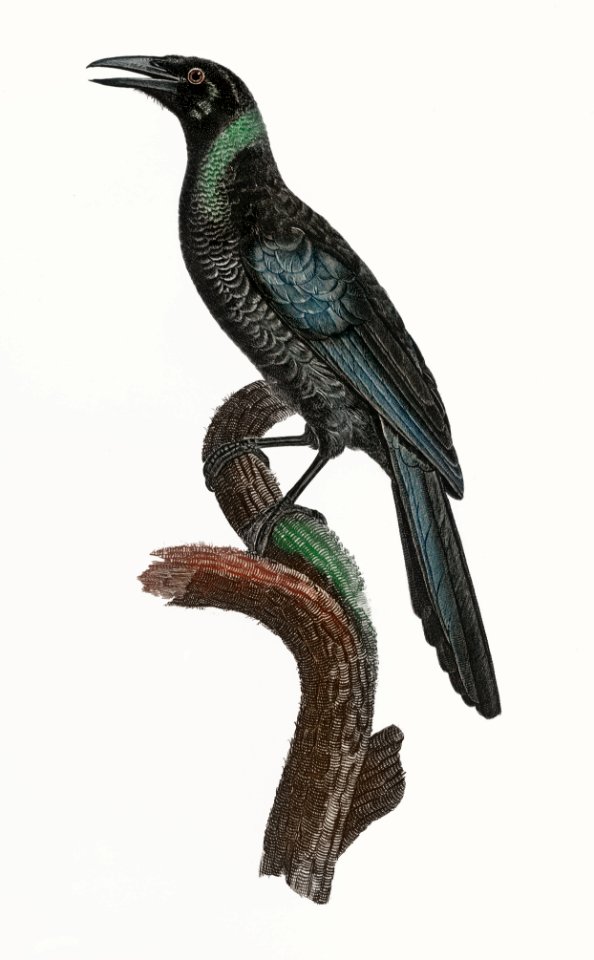 Manucode, Male from Histoire Naturelle des Oiseaux de Paradis et Des Rolliers (1806) by Jacques Barraband (1767-1809).
