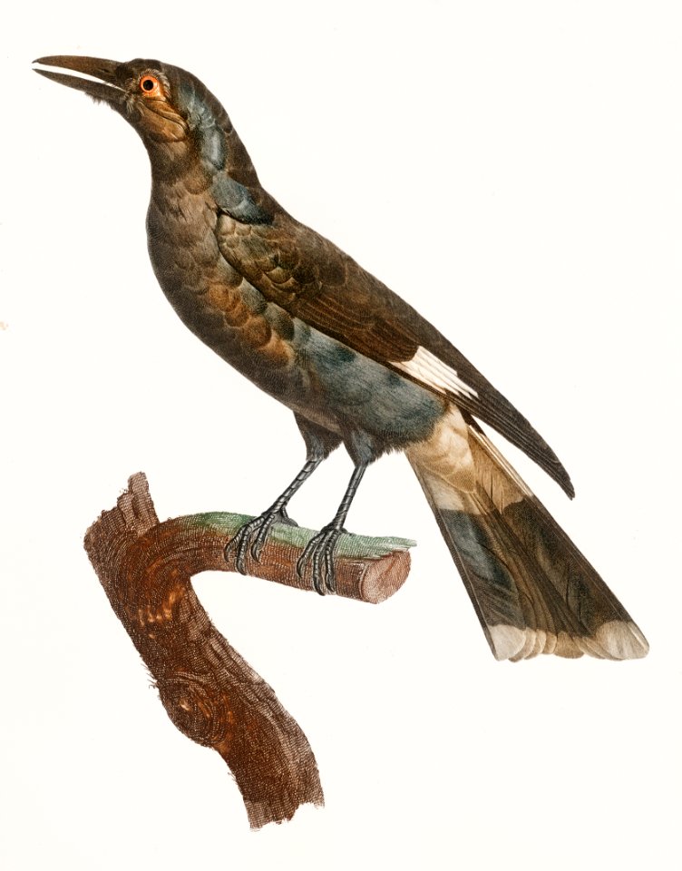 Curl-crested Manucode from Histoire Naturelle des Oiseaux de Paradis et Des Rolliers (1806) by Jacques Barraband (1767-1809).