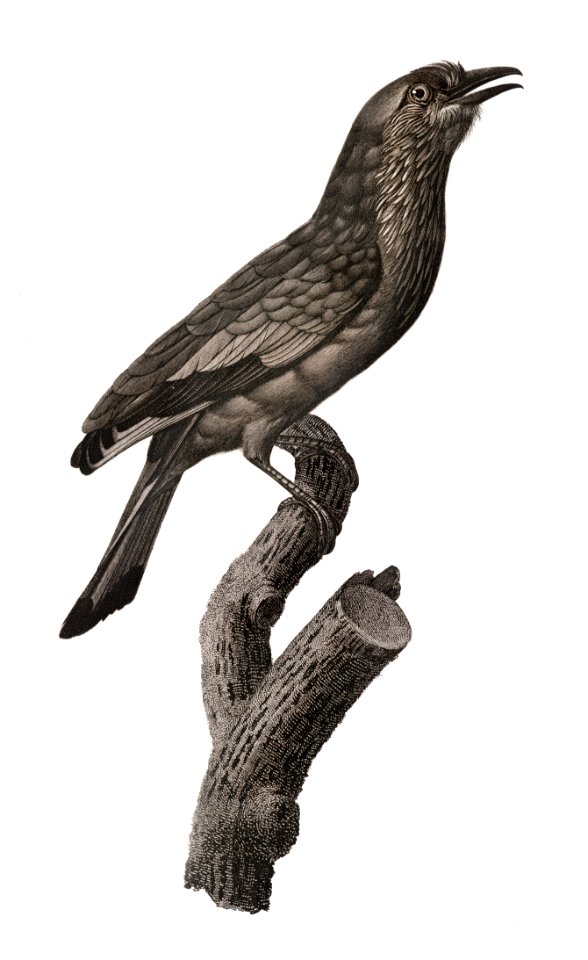 Varied Roller of Maluku island from Histoire Naturelle des Oiseaux de Paradis et Des Rolliers (1806) by Jacques Barraband (1767-1809).