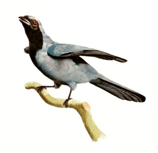 Black masked Roller from Histoire Naturelle des Oiseaux de Paradis et Des Rolliers (1806) by Jacques Barraband (1767-1809).. Free illustration for personal and commercial use.