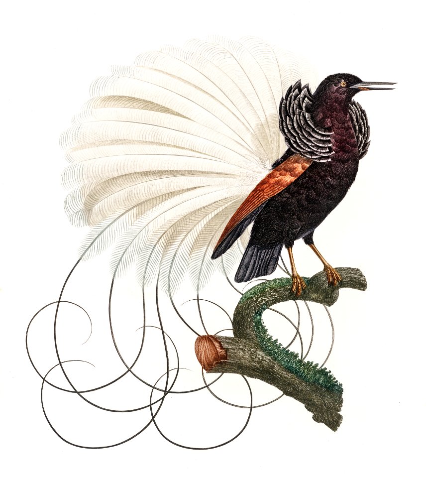 Twelve wired bird of paradise from Histoire Naturelle des Oiseaux de Paradis et Des Rolliers (1806) by Jacques Barraband (1767-1809).