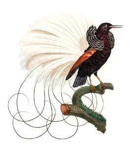 Twelve wired bird of paradise from Histoire Naturelle des Oiseaux de Paradis et Des Rolliers (1806) by Jacques Barraband (1767-1809).. Free illustration for personal and commercial use.