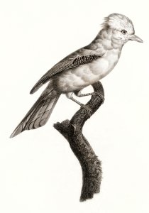 Varied Jay from Histoire Naturelle des Oiseaux de Paradis et Des Rolliers (1806) by Jacques Barraband (1767-1809).