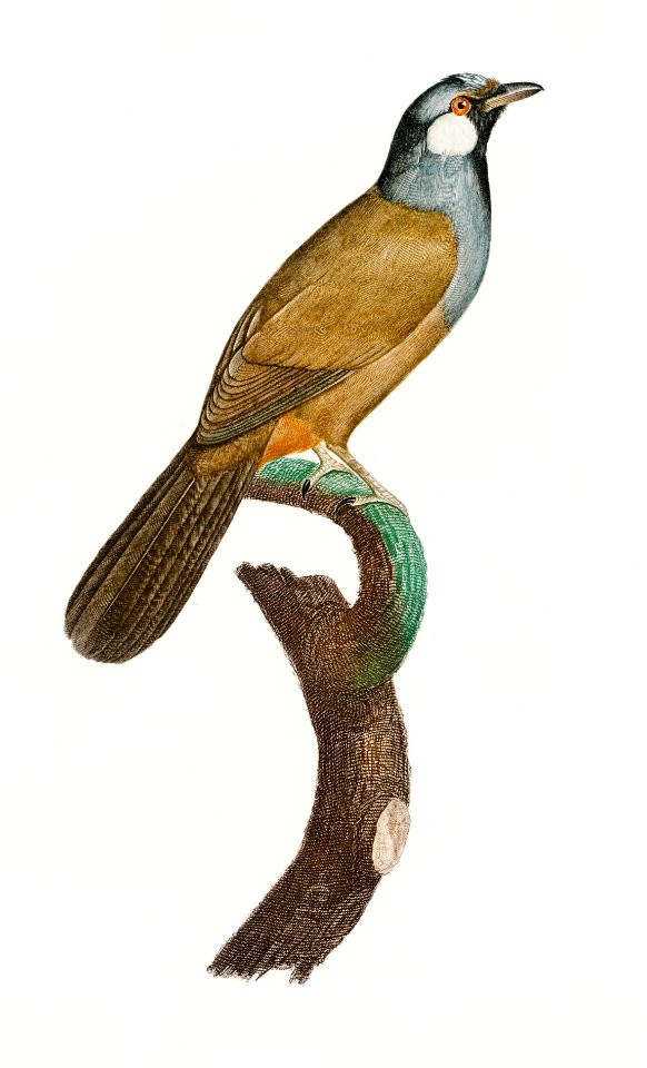 White-cheeked Jay from Histoire Naturelle des Oiseaux de Paradis et Des Rolliers (1806) by Jacques Barraband (1767-1809).