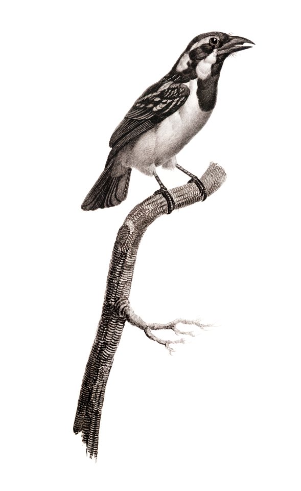 Black-throated sparrow from Histoire Naturelle des Oiseaux de Paradis et Des Rolliers (1806) by Jacques Barraband (1767-1809).