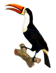 Yellow necklace Toucan from Histoire Naturelle des Oiseaux de Paradis et Des Rolliers (1806) by Jacques Barraband (1767-1809).. Free illustration for personal and commercial use.