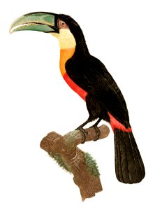 Coppersmith barbet from Histoire Naturelle des Oiseaux de Paradis et Des Rolliers (1806) by Jacques Barraband (1767-1809).. Free illustration for personal and commercial use.