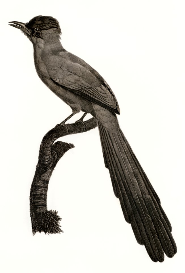 Huon astrapia from Histoire Naturelle des Oiseaux de Paradis et Des Rolliers (1806) by Jacques Barraband (1767-1809). Original from The New York Public Library