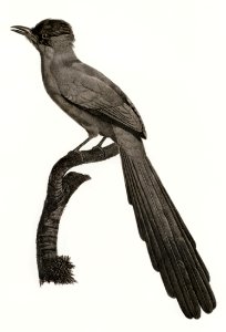 Huon astrapia from Histoire Naturelle des Oiseaux de Paradis et Des Rolliers (1806) by Jacques Barraband (1767-1809). Original from The New York Public Library. Free illustration for personal and commercial use.