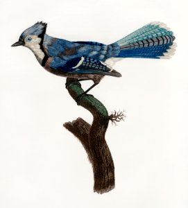 Blue Jay from Histoire Naturelle des Oiseaux de Paradis et Des Rolliers (1806) by Jacques Barraband (1767-1809).. Free illustration for personal and commercial use.