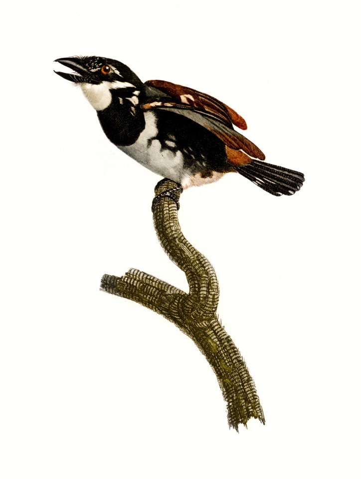 Little Tamatia from Histoire Naturelle des Oiseaux de Paradis et Des Rolliers (1806) by Jacques Barraband (1767-1809).