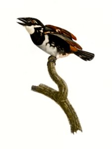 Little Tamatia from Histoire Naturelle des Oiseaux de Paradis et Des Rolliers (1806) by Jacques Barraband (1767-1809).