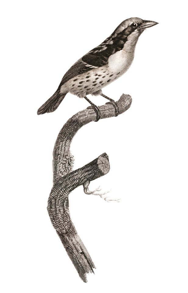 Orange-billed sparrow from Histoire Naturelle des Oiseaux de Paradis et Des Rolliers (1806) by Jacques Barraband (1767-1809).