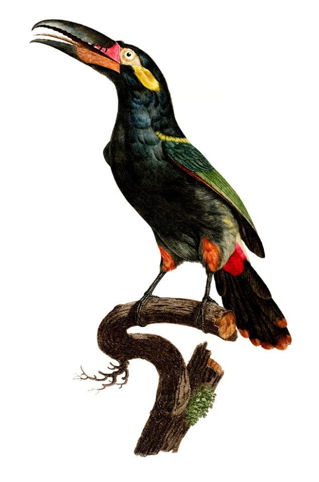 Black-necked Aracari from Histoire Naturelle des Oiseaux de Paradis et Des Rolliers (1806) by Jacques Barraband (1767-1809).