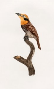 Russet-throated puffbird from Histoire Naturelle des Oiseaux de Paradis et Des Rolliers (1806) by Jacques Barraband (1767-1809).