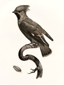 Great Waxwing from Histoire Naturelle des Oiseaux de Paradis et Des Rolliers (1806) by Jacques Barraband (1767-1809).