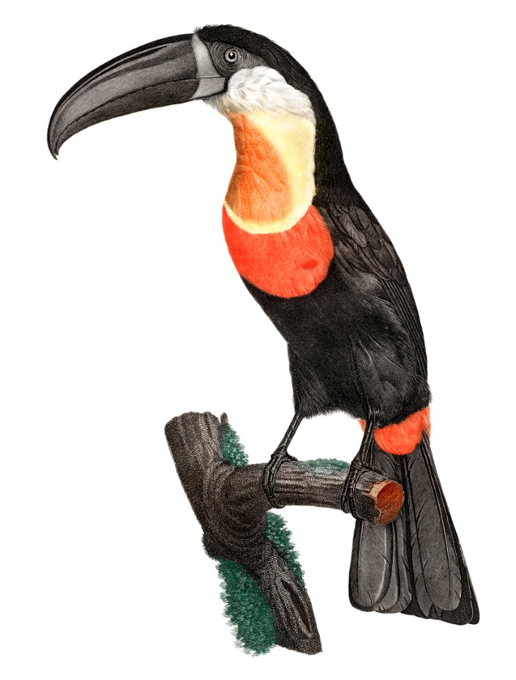 Green-billed toucan from Histoire Naturelle des Oiseaux de Paradis et Des Rolliers (1806) by Jacques Barraband (1767-1809).. Free illustration for personal and commercial use.