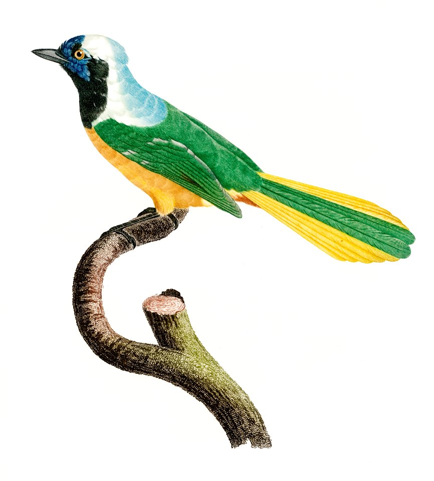 Peruvian Jay from Histoire Naturelle des Oiseaux de Paradis et Des Rolliers (1806) by Jacques Barraband (1767-1809).