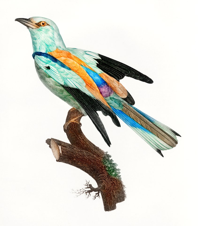 Abyssinian roller, male from Histoire Naturelle des Oiseaux de Paradis et Des Rolliers (1806) by Jacques Barraband (1767-1809).