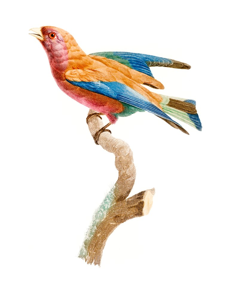 Young violet roller from Histoire Naturelle des Oiseaux de Paradis et Des Rolliers (1806) by Jacques Barraband (1767-1809).