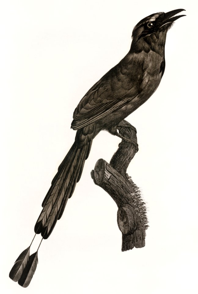 Motmot from Histoire Naturelle des Oiseaux de Paradis et Des Rolliers (1806) by Jacques Barraband (1767-1809).