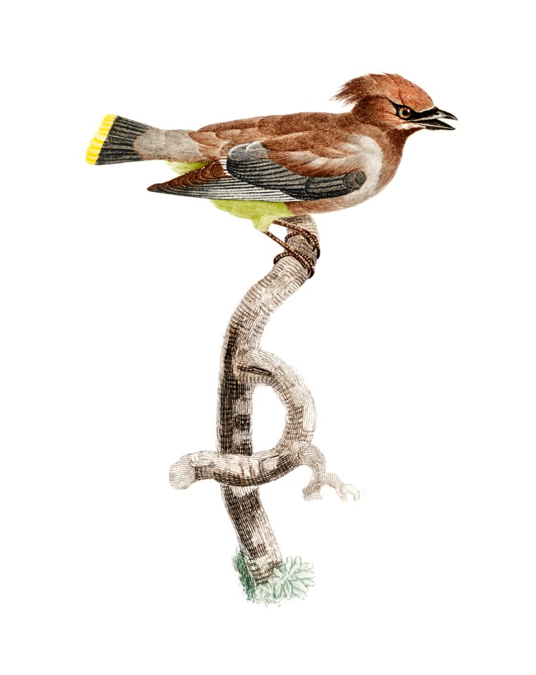Little jay from Histoire Naturelle des Oiseaux de Paradis et Des Rolliers (1806) by Jacques Barraband (1767-1809).