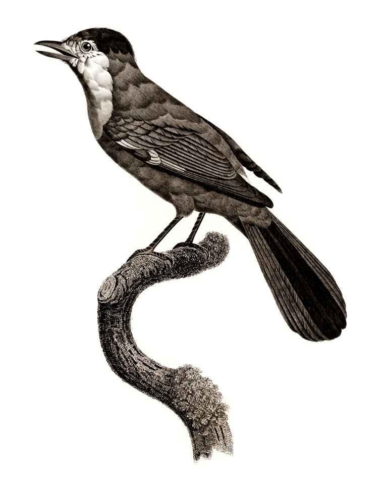 Golden Jay from Histoire Naturelle des Oiseaux de Paradis et Des Rolliers (1806) by Jacques Barraband (1767-1809).