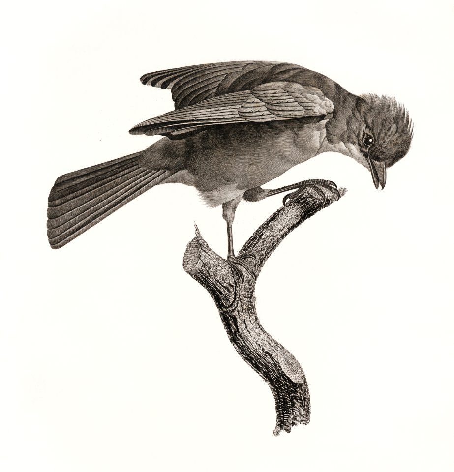 Red-brown Jay from Histoire Naturelle des Oiseaux de Paradis et Des Rolliers (1806) by Jacques Barraband (1767-1809).