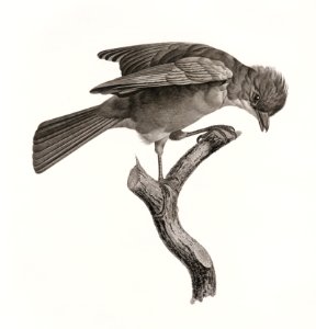 Red-brown Jay from Histoire Naturelle des Oiseaux de Paradis et Des Rolliers (1806) by Jacques Barraband (1767-1809).