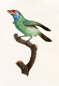 Blue-throated Bearded bee-eater from Histoire Naturelle des Oiseaux de Paradis et Des Rolliers (1806) by Jacques Barraband (1767-1809).