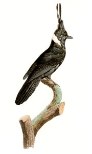 Black Jay with White Collar from Histoire Naturelle des Oiseaux de Paradis et Des Rolliers (1806) by Jacques Barraband (1767-1809).