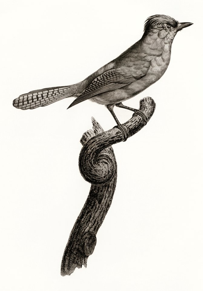 Blue-green jay from Histoire Naturelle des Oiseaux de Paradis et Des Rolliers (1806) by Jacques Barraband (1767-1809).