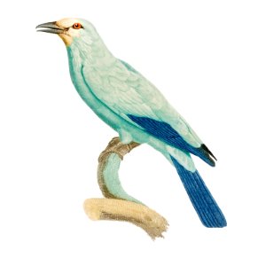 Green roller from Histoire Naturelle des Oiseaux de Paradis et Des Rolliers (1806) by Jacques Barraband (1767-1809).. Free illustration for personal and commercial use.