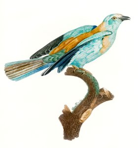 Abyssinian roller, female from Histoire Naturelle des Oiseaux de Paradis et Des Rolliers (1806) by Jacques Barraband (1767-1809).. Free illustration for personal and commercial use.