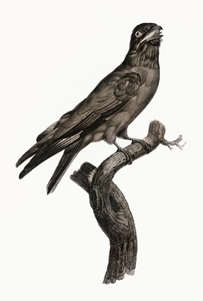 Blue-throated roller from Histoire Naturelle des Oiseaux de Paradis et Des Rolliers (1806) by Jacques Barraband (1767-1809).