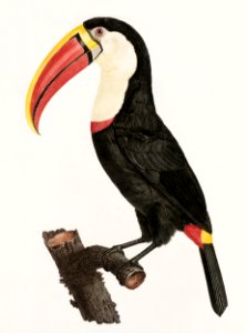 Toucan from Histoire Naturelle des Oiseaux de Paradis et Des Rolliers (1806) by Jacques Barraband (1767-1809).. Free illustration for personal and commercial use.