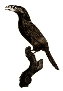 Black-necked Aracari, male from Histoire Naturelle des Oiseaux de Paradis et Des Rolliers (1806) by Jacques Barraband (1767-1809).