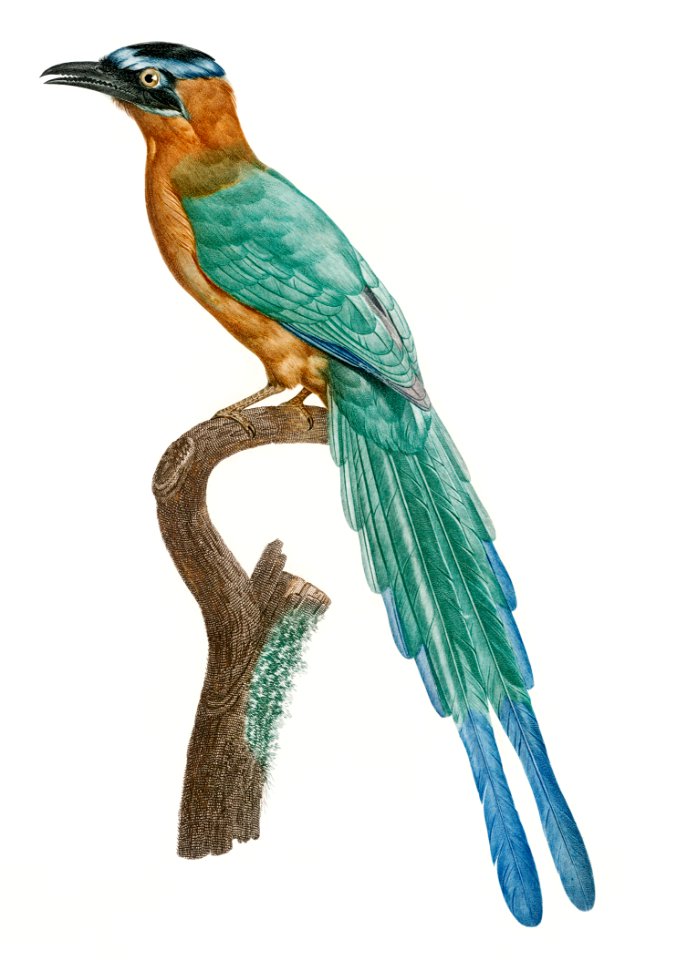 Young motmot from Histoire Naturelle des Oiseaux de Paradis et Des Rolliers (1806) by Jacques Barraband (1767-1809).