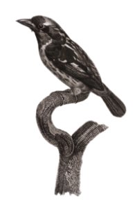Bearded tachuri from Histoire Naturelle des Oiseaux de Paradis et Des Rolliers (1806) by Jacques Barraband (1767-1809).
