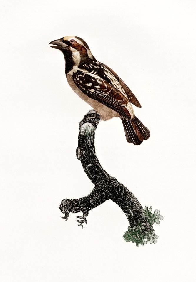 Old braeded tachuri from Histoire Naturelle des Oiseaux de Paradis et Des Rolliers (1806) by Jacques Barraband (1767-1809).