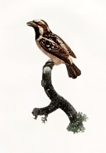 Old braeded tachuri from Histoire Naturelle des Oiseaux de Paradis et Des Rolliers (1806) by Jacques Barraband (1767-1809).