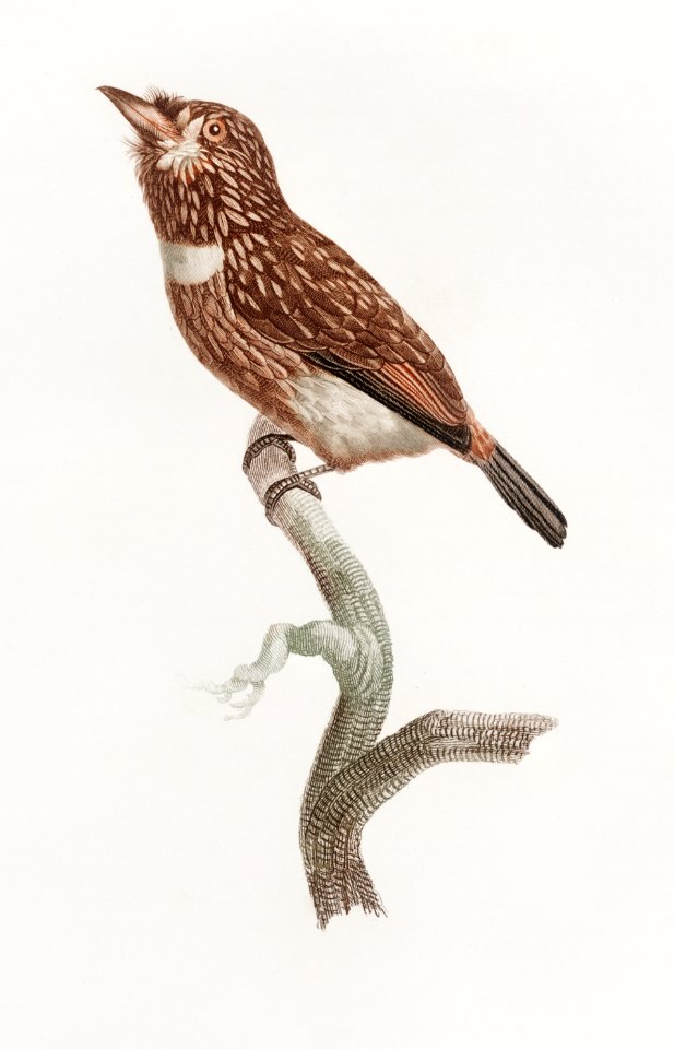White-chested puffbird from Histoire Naturelle des Oiseaux de Paradis et Des Rolliers (1806) by Jacques Barraband (1767-1809).